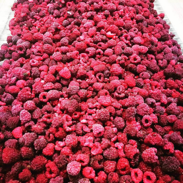 URBAN FOOD milteliai AVIEČIŲ MILTELIAI - EKOLOGIŠKI, 50 g