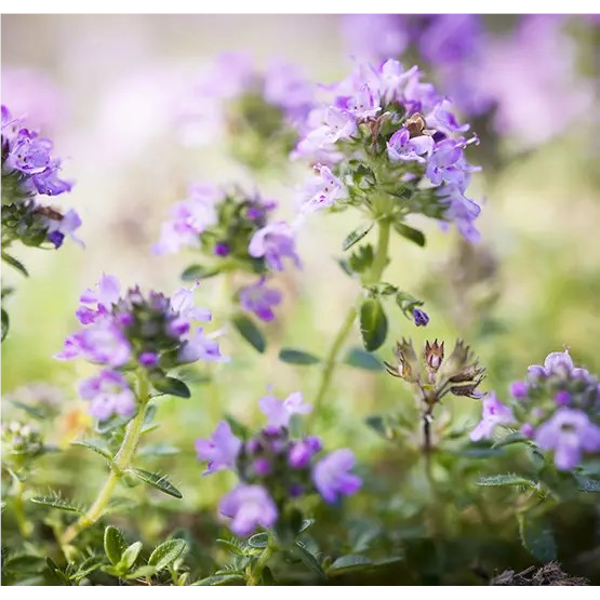 Balzamas vaikams DRESDNER ESSENZ „Laisva nosis“ 30 ml