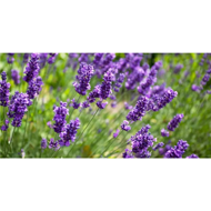 Burbulinė vonia vaikams DRESDNER ESSENZ „Geras miegas“ 40 ml