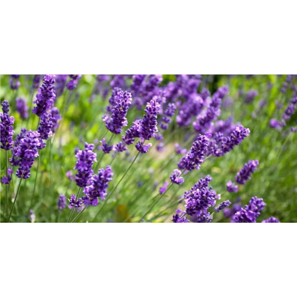 Burbulinė vonia vaikams DRESDNER ESSENZ „Geras miegas“ 40 ml